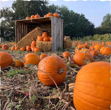 Odds Farm Park Pumpkin Festival