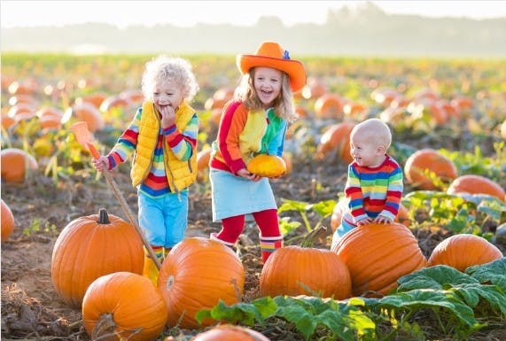 PYO Pumpkins - Cookham